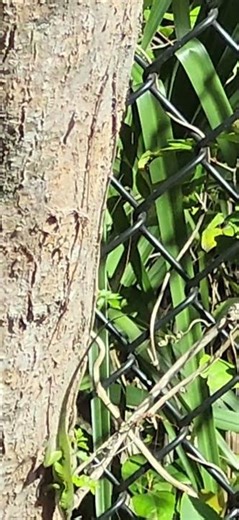 anole lizard 🦎 #lizard #nature #anole