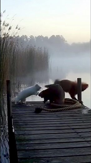 Fox Hunt GONE WRONG! Instant Regret 😂💦