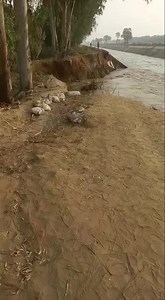 Shrhid fider nehar dobar tut gyi Rajasthan fider wali side pind Bhullara ( muktsar ) kolo. | Galaxy Brar