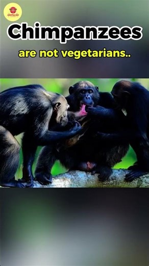 Chimpanzees are not vegetarians 🔥🐒.