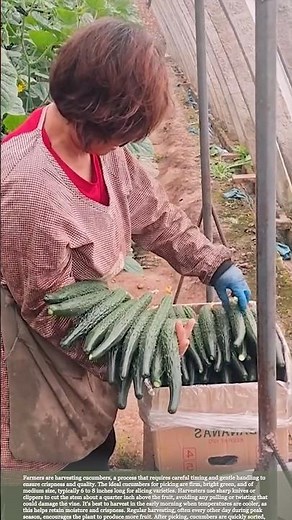 From Vine to Market: The Cucumber Harvest Process #relaxing #satisfying #farming #agriculture