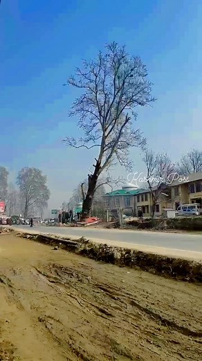 Historical Chinar Tree of Delina Baramulla | Kashmir Post