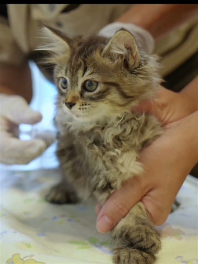 【大阪・サイベリアンブリーダー】子猫の初回ワクチン＆マイクロチップ