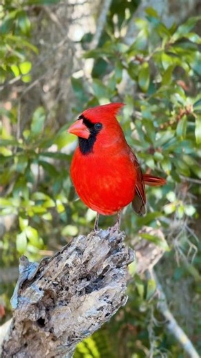 #northerncardinal (Male) #birdwatching #wildlife