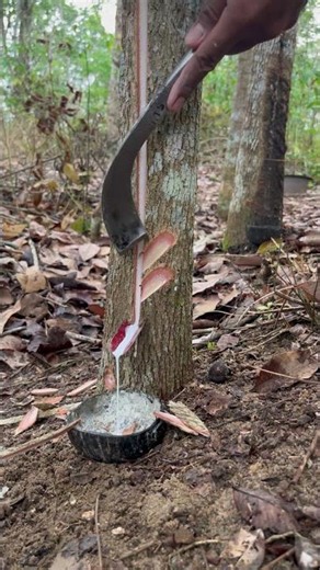 You must know How to find Rubber quickly #oddlysatisfying #sapharvesting #rubberwood #rubbertapping