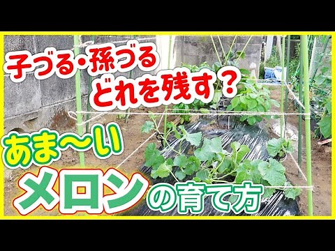 【甘いメロンの育て方】子づる、孫づる、どれを残す？？ ～狭い庭で家庭菜園～