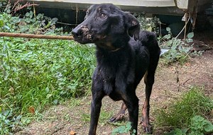 Bretagne : « Ils n’avaient plus que la peau sur les os »… Soixante-douze chiens secourus dans un élevage clandestin