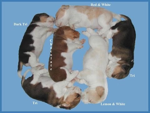 Beagle colors