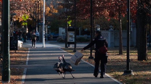Ever been chased by a turkey? Aggressive turkeys patrolling Boston area during mating season