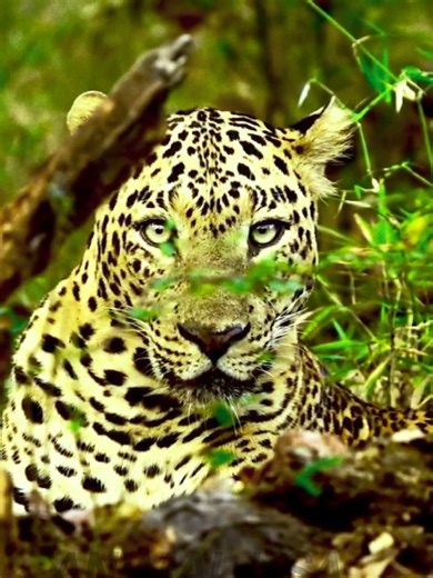 unbelievable moments natural love video in Usa #animal #foryoupagе #fypシ゚viral #natural #animalvideos
