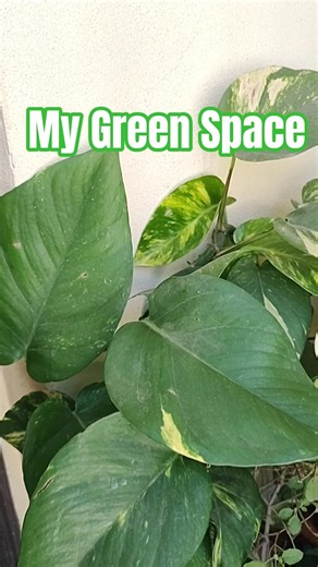 My Balcony Garden Tour 🌿 | Peaceful & Green Space ❤️ #blooming #mybalcony #mybalconygarden