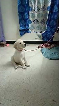 Labrador puppy training|| Hand Shaking|| Quick learing