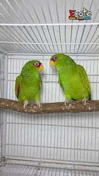 White fronted amazon parrot ❤️