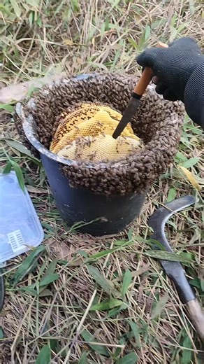 Honey Farming Techniques: Effective Methods for Beginners
