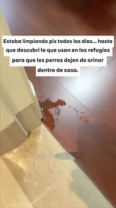Lo que todos los dueños de perros deberían saber sobre el marcaje urinario y el hecho de ignorar la bandeja… y una solución sencilla para ayudarles. | Petwellness Fr