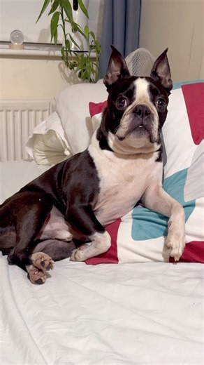 8.3M views · 238K reactions | Tobythegentleman on Reels | Facebook