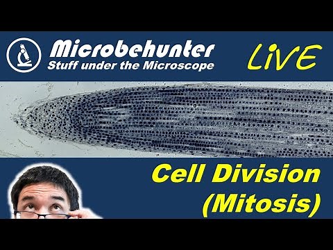 Cell division (mitosis) under the microscope