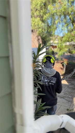 #MasterTree #ProfessionalService #TreeCare