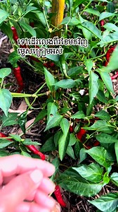 5.1K views · 96 reactions | Picking chilli #chilli | Shuly's Life & Flavors | Facebook