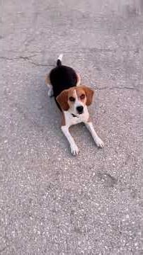 Training my beagle: Can she stay when I walk away? #beagle #beaglesofyoutube