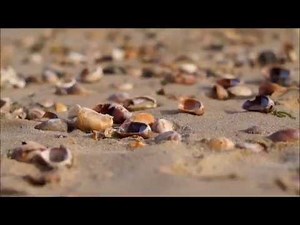 Sony NEX 5T Video Filming Test