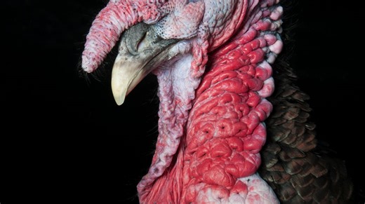 JD Vance Rants About Thanksgiving Turkey In Front Of American Troops