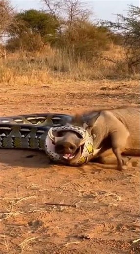 GIANT Python Constricts Warthog! 🐍 Can It Escape The Death Squeeze? 🐗😱 #Snake #Wild #Nature #Battle