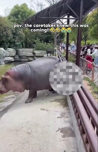 Hippo Farts… and Sends Zoo Visitors Running for Their Lives!
