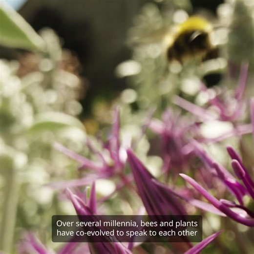 Did you know bees can sense electrical fields? They use this ability when interacting with flowers 🌺 In this video Dr Ryan Palmer, a mathematician at the University of Bristol, explains how bees… | University of Bristol