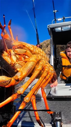 How to get closer to Crayfish! #marlboroughsounds #fishing #spearfishing #crayfish