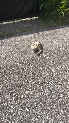 12K views · 1K reactions | Unexpected visit... cre Vista Oceana | Sloth Lovers | Facebook