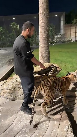 A tiger that is friendly to humans