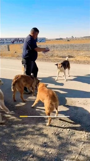 Hungry Stray Dogs Finally Eat 🐶💔