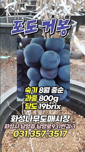 포도쇼츠