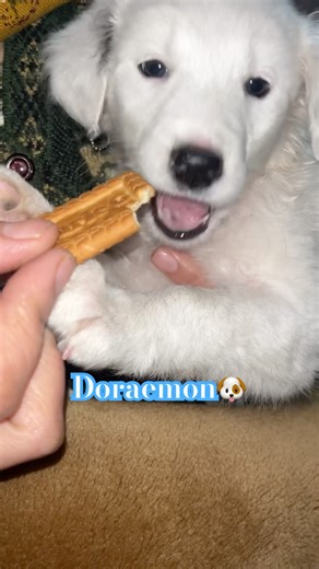 Doraemon#dog #puppy #pets #viral #doraemon #funny