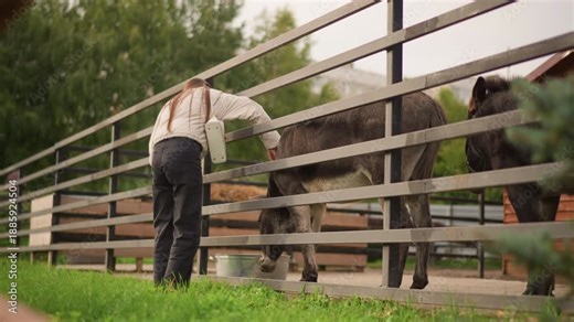 white woman feeding donkey over fence, gentle caretaker interaction in grassy farmyard with wooden stable, handing hay from bucket while donkey nibbles through rail, casual clothing with jeans