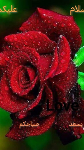 ٢٧ يناير ٢٠٢٦