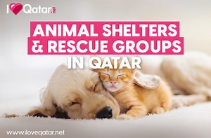 Animal shelters & rescue groups in Qatar