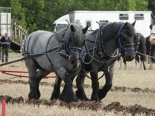 Dutch Draft Horse Info, Origin, History, Pictures