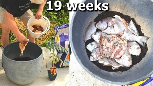 Growing tomatoes with fish & worms: Amazing results in a container garden!