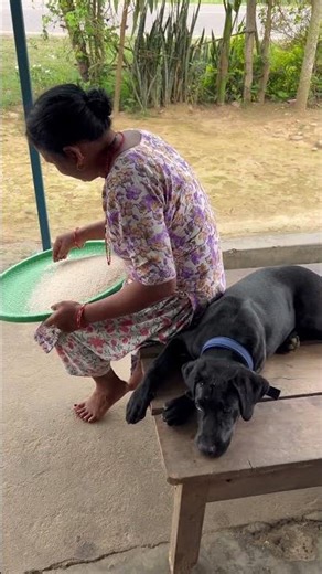 I love the shade by my Mom 🐕‍🦺 #shadow #labrador #love #trending #asmr #viral #like #bts #vlog