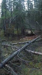 Alaskan Grizzly with a Spear.