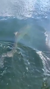 66K views · 616 reactions | Fish  VS bird  | Jiggin' With Jordan | Facebook