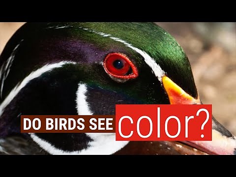 Do birds see COLOR?