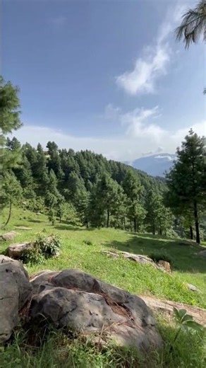 Visual simulations showing different types of low vision