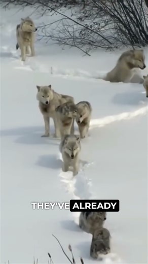 Do Wolves Really Dig Tunnels in Snow? 🐺❄️