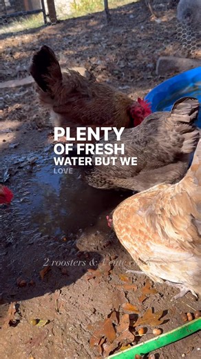 Why do chickens prefer muddy water? According to google it’s due to minerals and nutrients in the dirt, flavor from interesting bits like bugs, and their natural instinct to peck at and explore their environment 😜 #mudpuddles #hotmess #bugs #chickens #curiosity | 2 Roosters and 1 cute chick