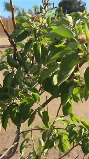 A little tour of the orchard! #beautiful #orchard #homestead #garden #gardening #zone9b
