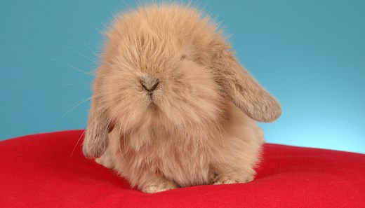 10 Most Expensive Rabbit Breeds (with Images)