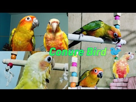 Very Beautiful Conure Bird 🕊️ 🐦😍 ll #conure